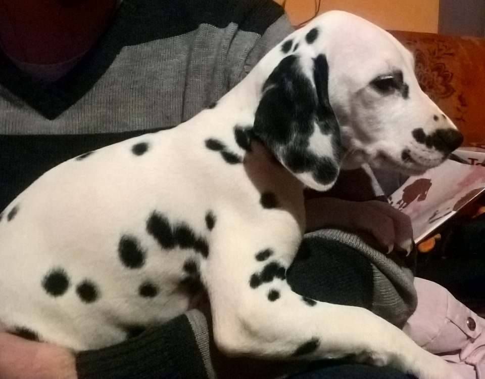 Des Hauts Templiers - Chiots disponibles - Dalmatien