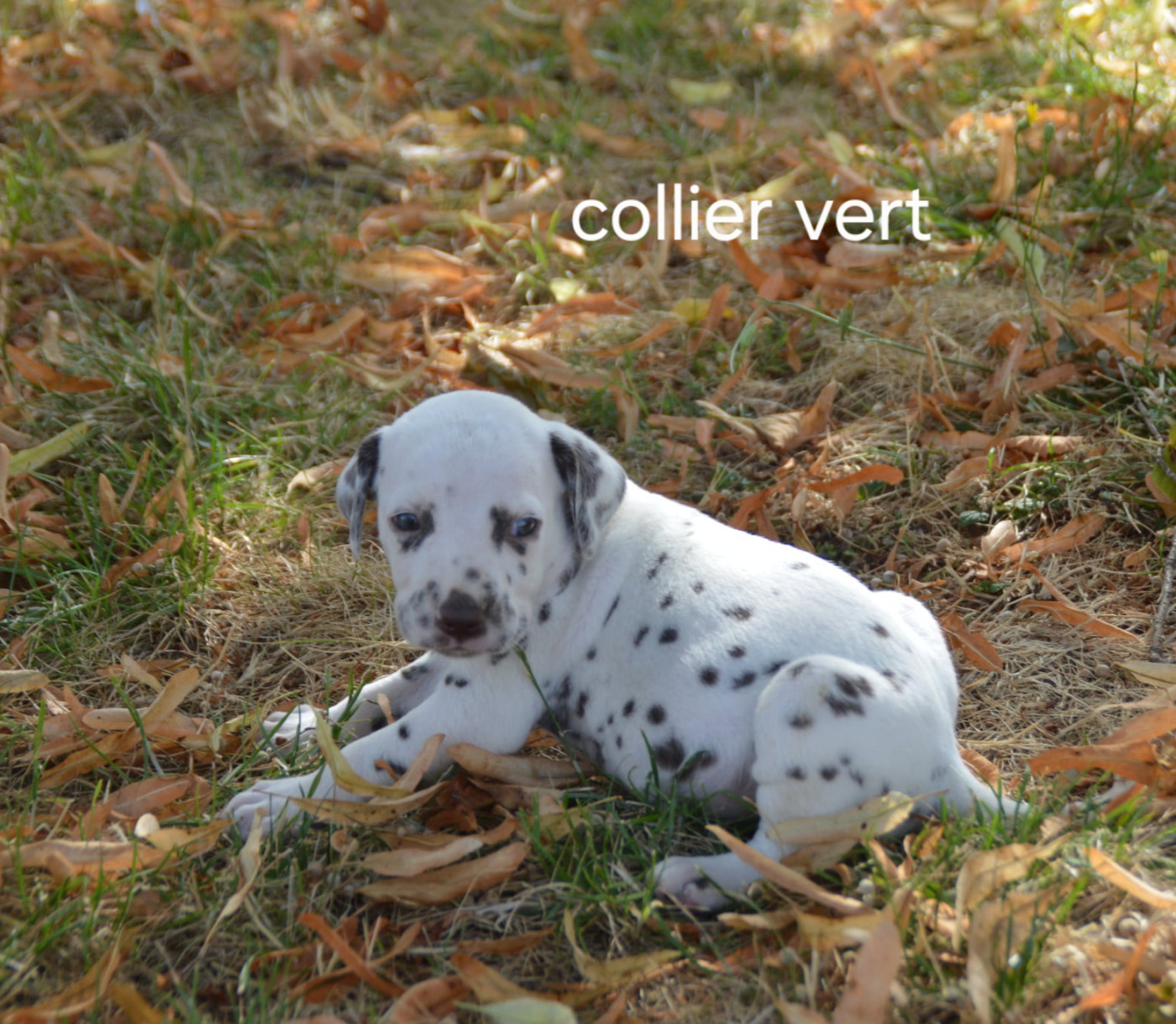 Des Hauts Templiers - Chiots disponibles - Dalmatien