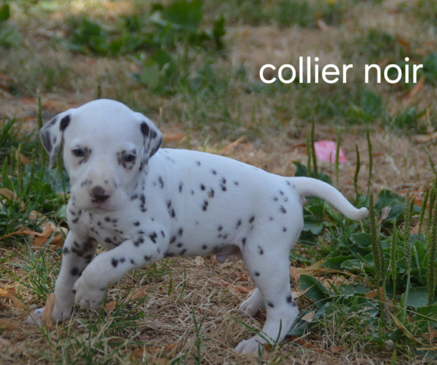 Des Hauts Templiers - Chiots disponibles - Dalmatien