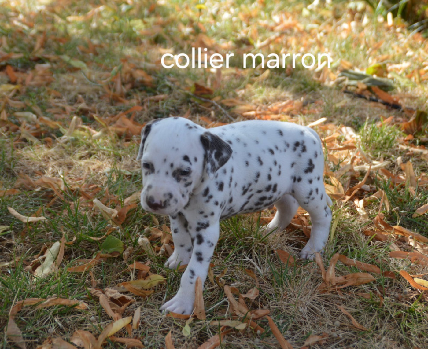 Des Hauts Templiers - Chiots disponibles - Dalmatien