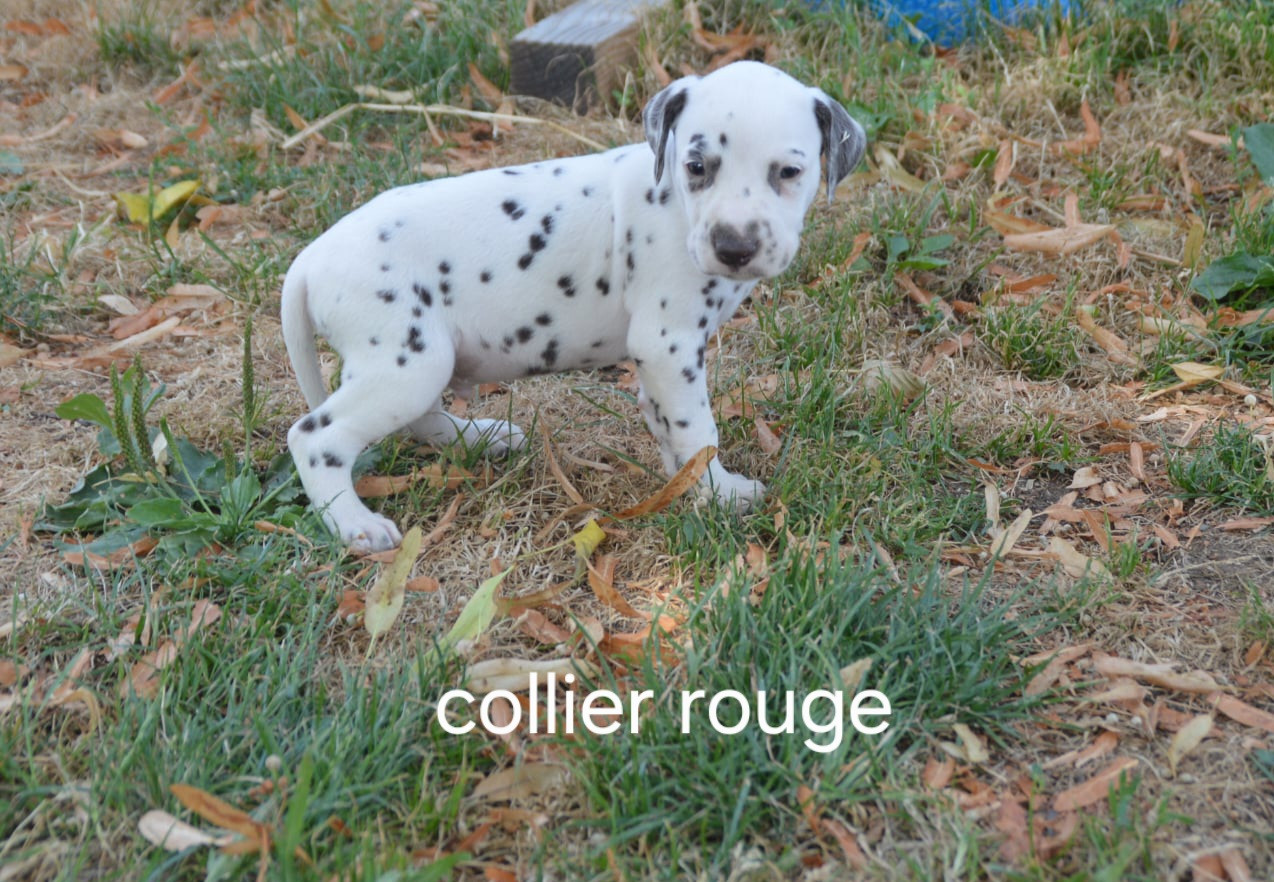 Des Hauts Templiers - Chiots disponibles - Dalmatien