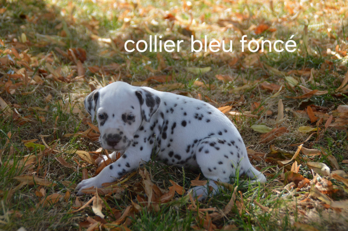 Des Hauts Templiers - Chiots disponibles - Dalmatien