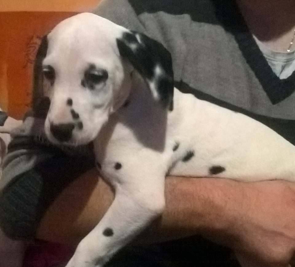 Des Hauts Templiers - Chiots disponibles - Dalmatien