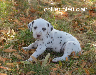 Collier bleu clair